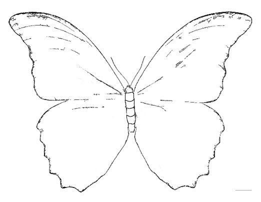 Blue Morpho Butterfly Page Coloring Pages
