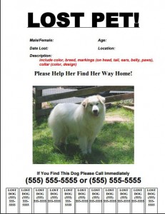 Lost Dog Flyer Template-10