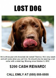 Lost Dog Flyer Template-20