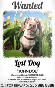 Lost Dog Flyer Template-9