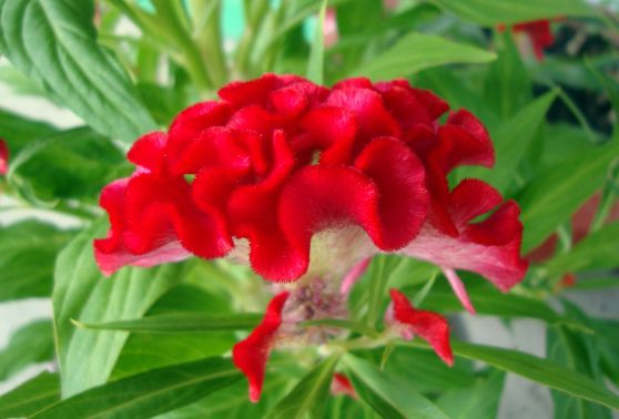 celosia argentea things that are red