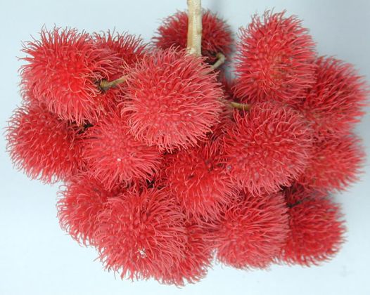 Rambutan - things that are red