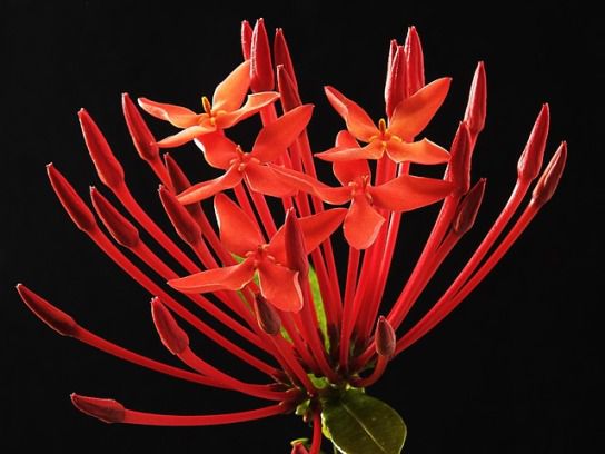 Ixora Coccinea - Things that are red