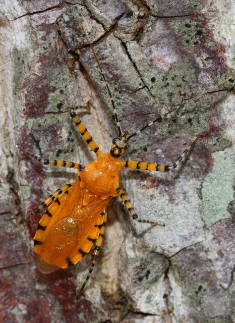 Orange Assassin Bug - things that are orange