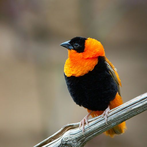 Orange Bishop Bird - things that are orange