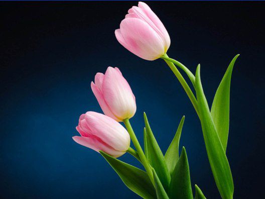 Pink_Tulip
