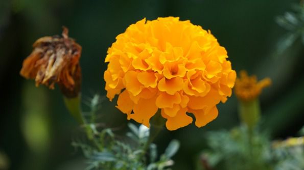 marigold - things that are orange