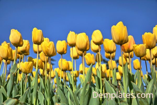Tulips - Things That are Yellow