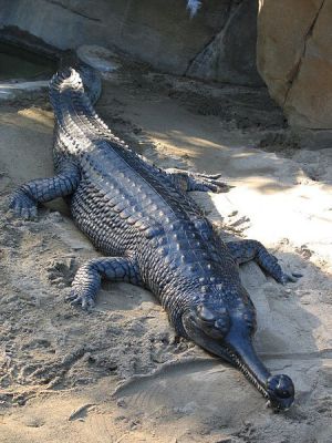 black caiman - Things that are black
