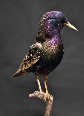 European starling - Things that are black