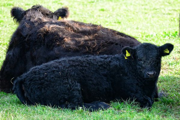 Galloway Cattle - Things that are black