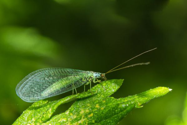 Green Lacewings - Things that are green