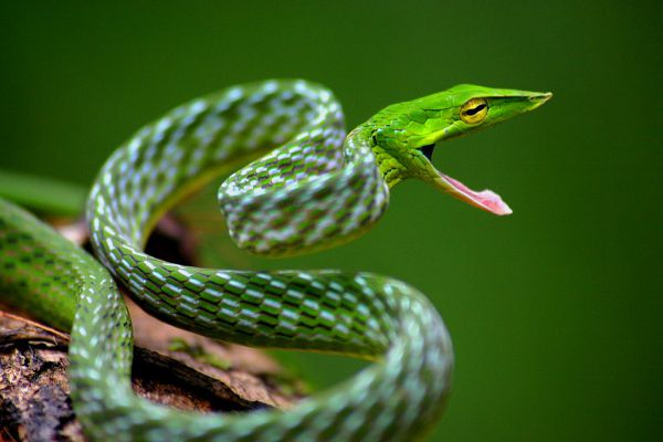 Green vine snake - Things that are green