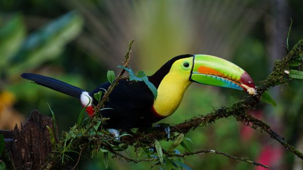 Keel Billed Toucan - Things that are green