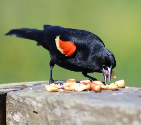 Red winged blackbird - Things that are black