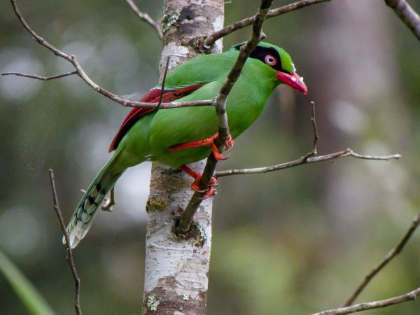 Short tailed green magpie - Things that are green