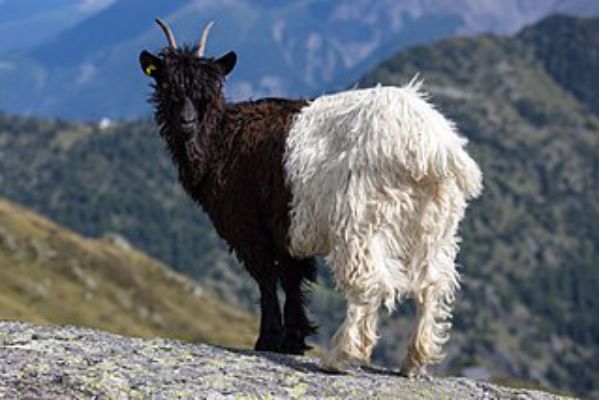 valais blackneck - Things that are black