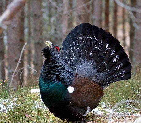 western capercaillie - Things that are black